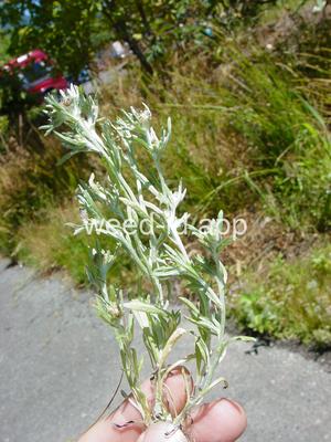 cudweed, low