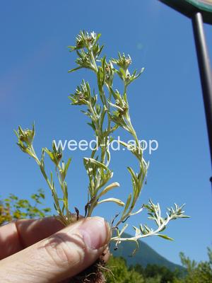cudweed, low