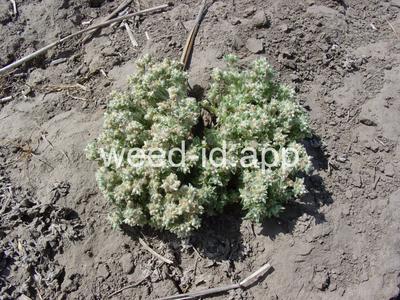 cudweed, low