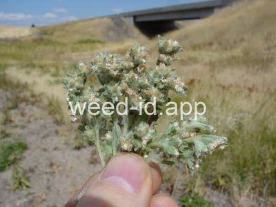 cudweed, low