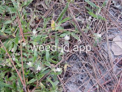 Gomphrena serrata