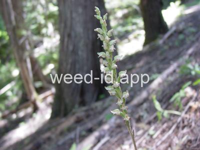 Goodyera oblongifolia