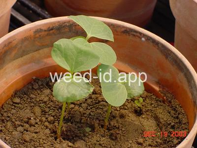 Gossypium hirsutum
