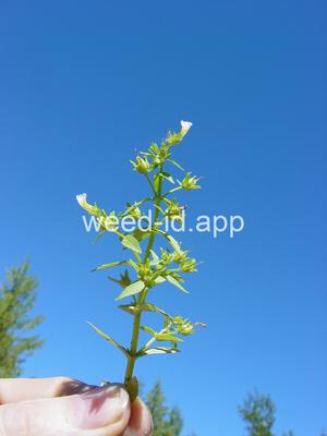 Gratiola neglecta