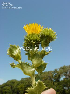 goldenweed