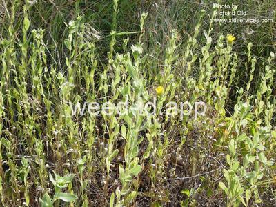 goldenweed