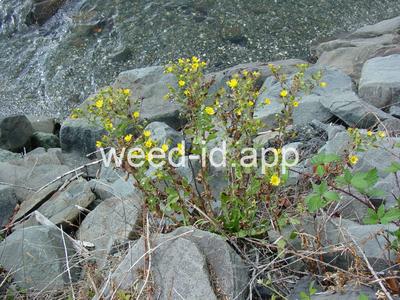 Grindelia integrifolia