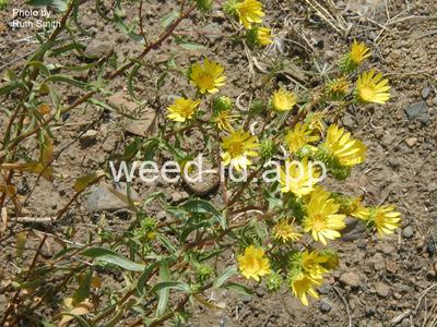 gumweed, low