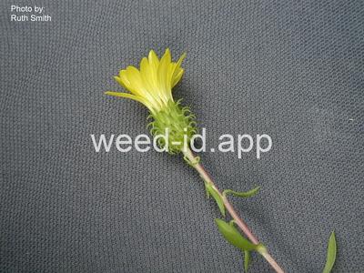 gumweed, low