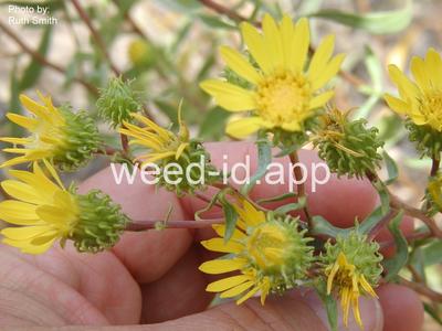 gumweed, low