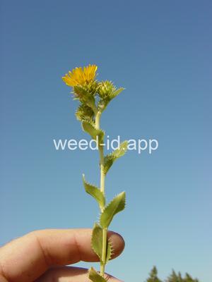 Grindelia papposa