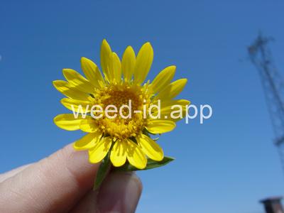 gumweed, curlycup