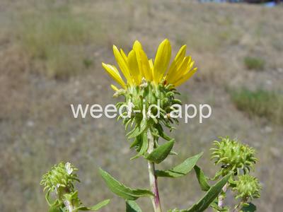 gumweed, curlycup