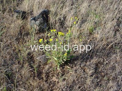 gumweed, curlycup