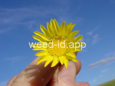 gumweed, curlycup