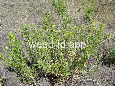 gumweed, curlycup