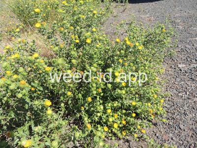 gumweed, curlycup