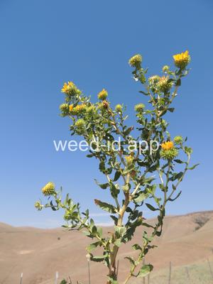 gumweed, curlycup