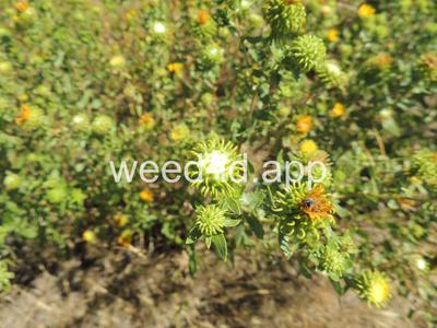 gumweed, curlycup