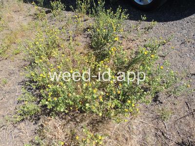 gumweed, curlycup