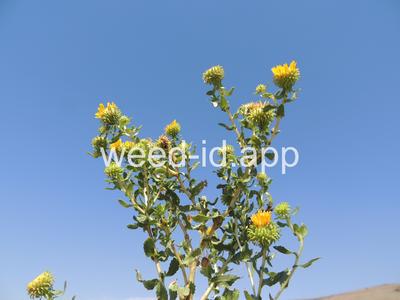 gumweed, curlycup