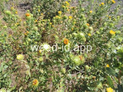 gumweed, curlycup