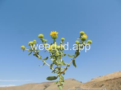 gumweed, curlycup
