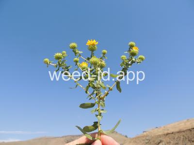 gumweed, curlycup