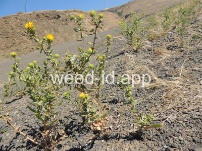 gumweed, curlycup