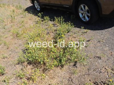 gumweed, curlycup