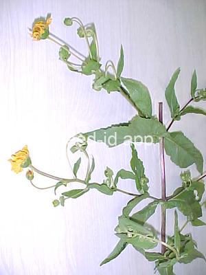Guizotia absynnica