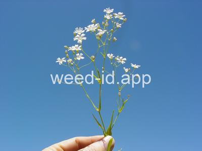 Gypsophila elegans