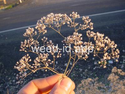 babysbreath