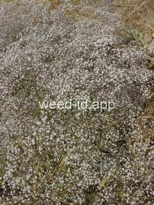 babysbreath
