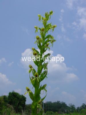 Habenaria repens
