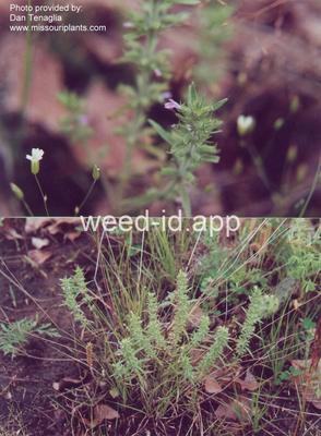 falsepennyroyal, rough