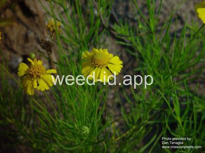sneezeweed, bitter