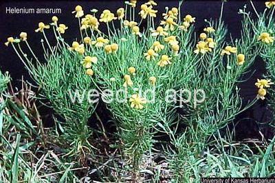 sneezeweed, bitter