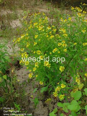 sneezeweed, common