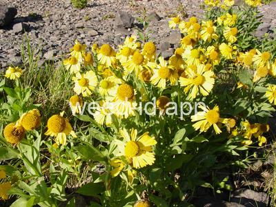 sneezeweed, common