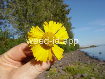 sneezeweed, common