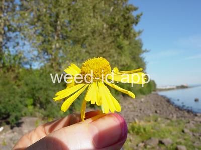 sneezeweed, common