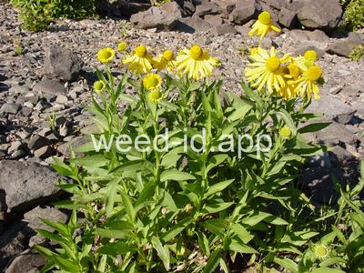 sneezeweed, common