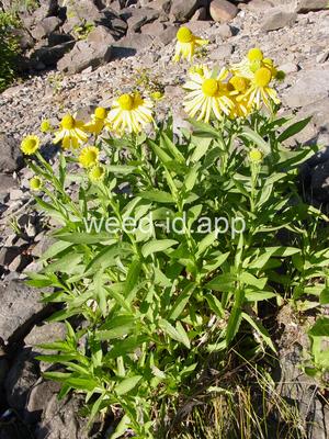 sneezeweed, common