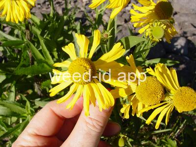 sneezeweed, common