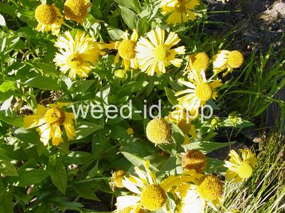 sneezeweed, common