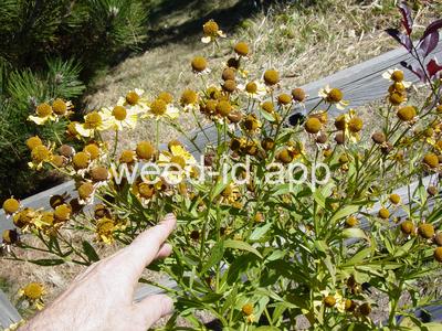 sneezeweed, common