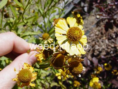 sneezeweed, common