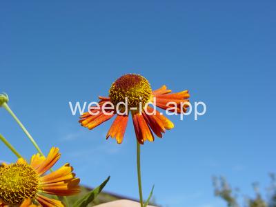 sneezeweed, common
