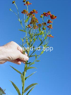 sneezeweed, common